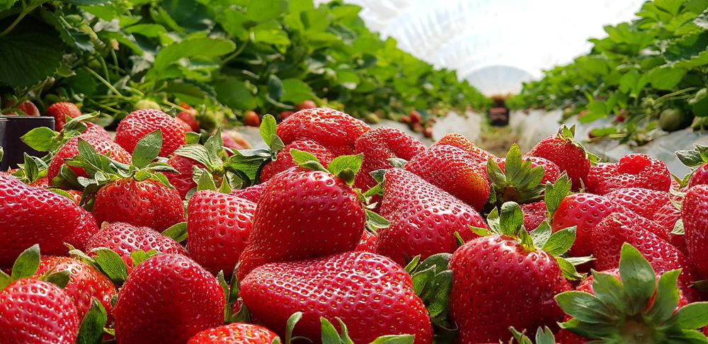 Boquete, Agrotour Day Tour