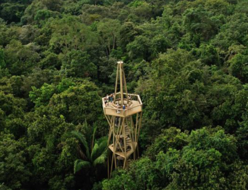 Caminata hacia la torre del Rainforest Discovery Center