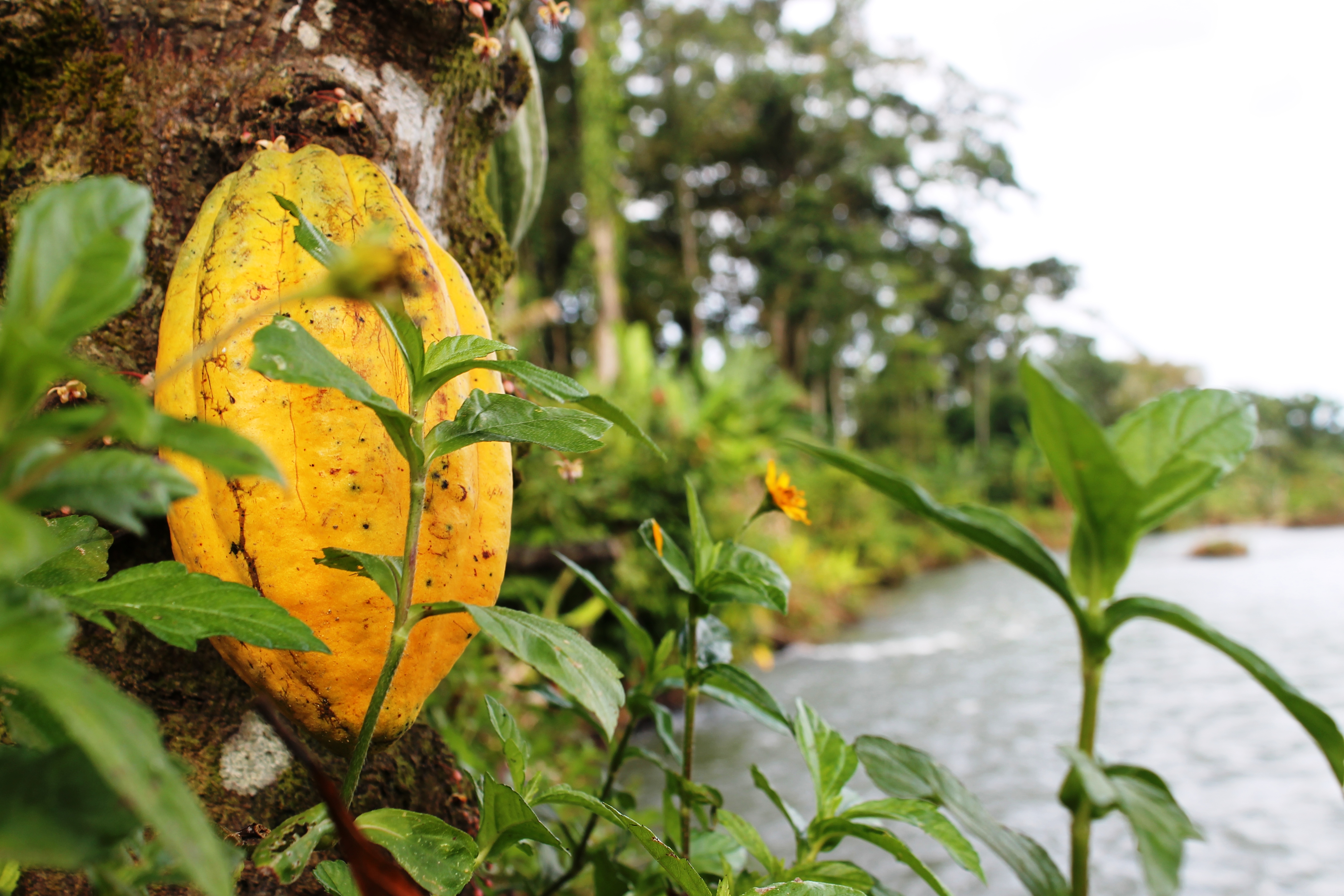 Bocas del Toro: Caribbean Cocoa Experience