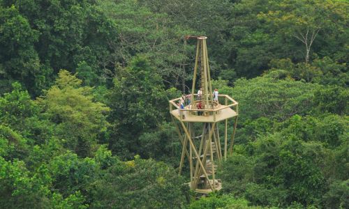 Caminata hacia Rainforest Discovery Center