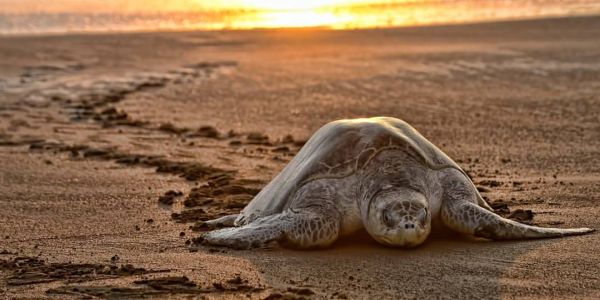 Turtle Nesting Adventure at Isla Cañas, Los Santos