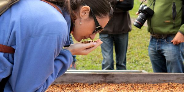 Panama: The Taste of the Great Harvest